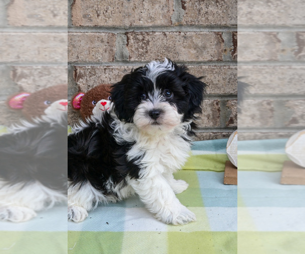 Medium Photo #10 Havapoo Puppy For Sale in GUTHRIE, KY, USA
