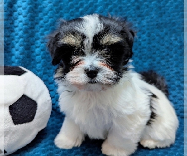 Medium Photo #3 Havanese Puppy For Sale in POST FALLS, ID, USA