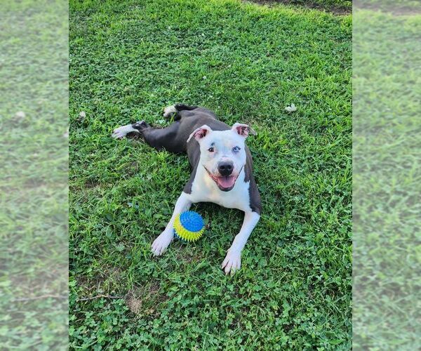 Medium Photo #7 American Pit Bull Terrier-Unknown Mix Puppy For Sale in Perth Amboy, NJ, USA