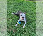 Small #6 American Pit Bull Terrier Mix