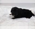 Small #50 Cockapoo