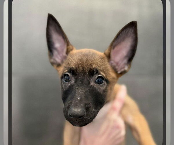 Medium Photo #3 Mutt Puppy For Sale in Imlay City, MI, USA