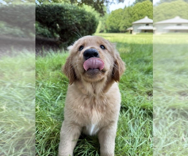 Medium Photo #13 Golden Retriever Puppy For Sale in BATTLE GROUND, WA, USA