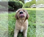 Small Photo #13 Golden Retriever Puppy For Sale in BATTLE GROUND, WA, USA