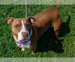Small #1 American Pit Bull Terrier Mix
