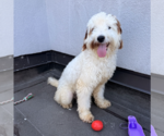 Small #3 Poodle (Standard) Mix