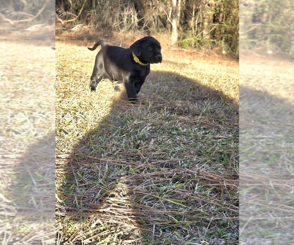 Medium Photo #2 Labrador Retriever Puppy For Sale in NEWNAN, GA, USA