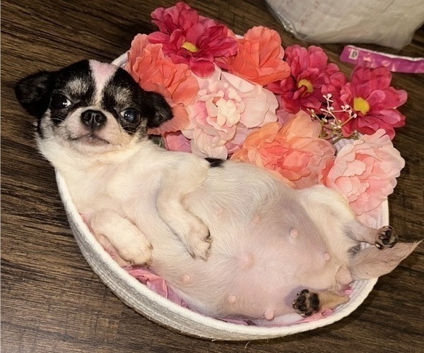Medium Photo #1 Chihuahua Puppy For Sale in SAN ANTONIO, TX, USA