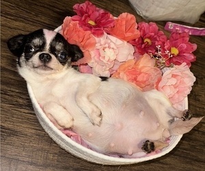 Mother of the Chihuahua puppies born on 05/19/2026