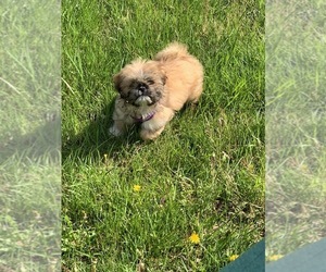 Shinese Puppy for sale in FLORENCE, KY, USA