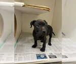 Small Labrador Retriever Mix