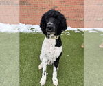 Small Poodle (Standard) Mix