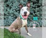 Small #13 American Pit Bull Terrier-American Staffordshire Terrier Mix