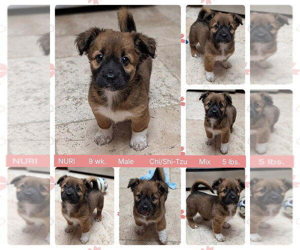 Medium Photo #1 Chiweenie Puppy For Sale in Mesa, AZ, USA