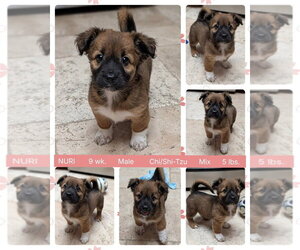 Chiweenie Dogs for adoption in Mesa, AZ, USA
