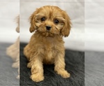 Small Photo #3 Cavapoo Puppy For Sale in QUAPAW, OK, USA