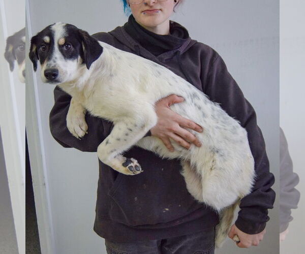 Medium Photo #2 Labrenees Puppy For Sale in Huntley, IL, USA