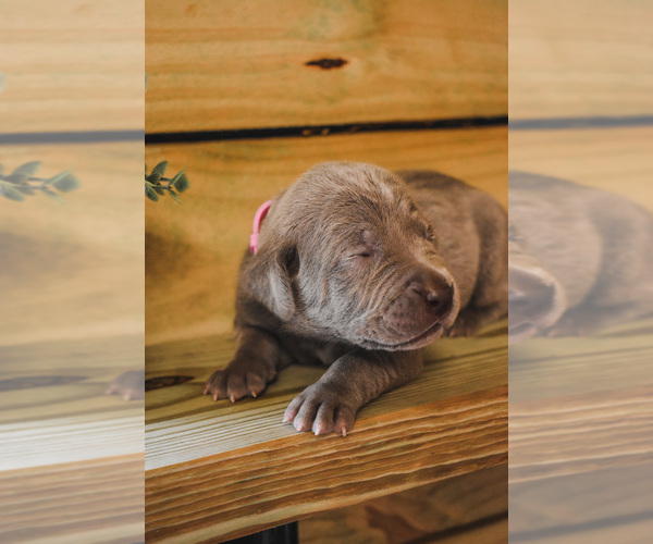 Medium Photo #1 Weimaraner Puppy For Sale in WILDWOOD, FL, USA