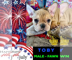 French Bulldog Puppy for sale in HEATHROW, FL, USA