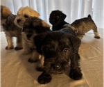 Small #4 Schnauzer (Miniature)