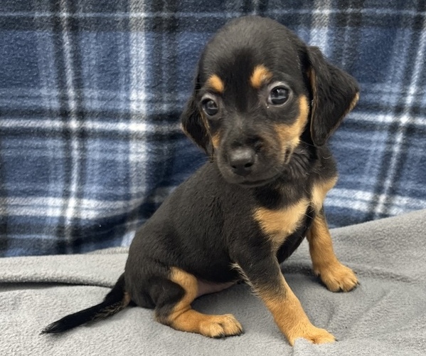 Medium Photo #4 Beagle-Chihuahua Mix Puppy For Sale in SAINT AUGUSTINE, FL, USA