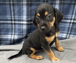 Small Photo #4 Beagle-Chihuahua Mix Puppy For Sale in SAINT AUGUSTINE, FL, USA