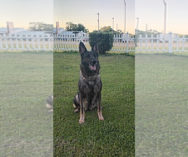 Medium Photo #1 German Shepherd Dog Puppy For Sale in LAKELAND, FL, USA