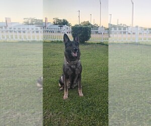 Mother of the German Shepherd Dog puppies born on 01/01/2025