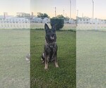 Small Photo #1 German Shepherd Dog Puppy For Sale in LAKELAND, FL, USA