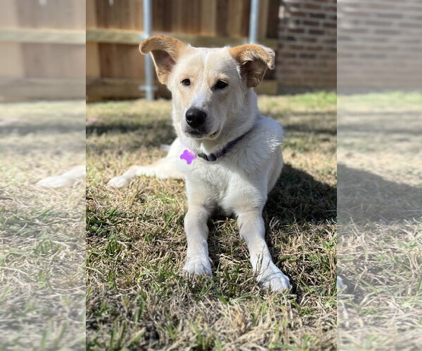 Medium Photo #4 Labrador Retriever Puppy For Sale in Fort Worth, TX, USA