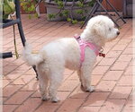 Small #1 Maltipoo (Miniature)
