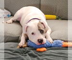 Small #13 Mutt
