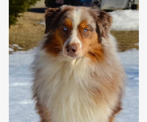 Father of the Australian Shepherd puppies born on 11/28/2024