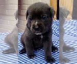 Puppy Black collar Cane Corso