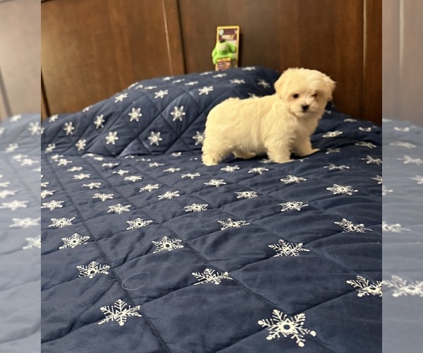 Medium Photo #1 Morkie Puppy For Sale in BENSON, NC, USA