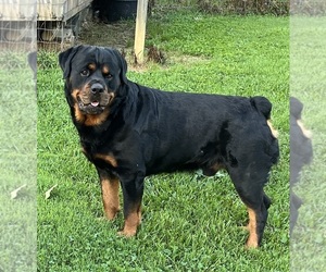 Father of the Rottweiler puppies born on 07/04/2025