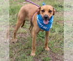 Orion - Male Black Mouth Cur-Labrador Retriever Mix Dog for Adoption - Small photo