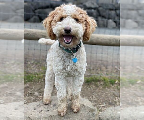 Medium Photo #1 Irish Doodle Puppy For Sale in TENINO, WA, USA