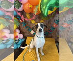 Small #2 Rat Terrier Mix