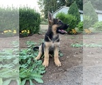 Small Photo #28 German Shepherd Dog Puppy For Sale in EAGLE CREEK, OR, USA