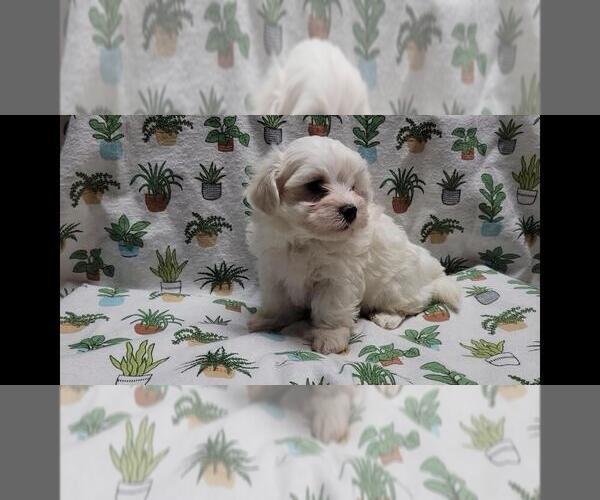 Medium Photo #9 Maltipoo (Miniature) Puppy For Sale in BROOKFIELD, MO, USA