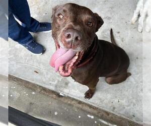 Labrador Retriever Dogs for adoption in Houston, TX, USA