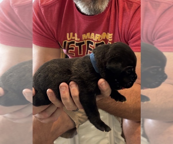 Medium Photo #31 Cane Corso Puppy For Sale in REEVESVILLE, SC, USA