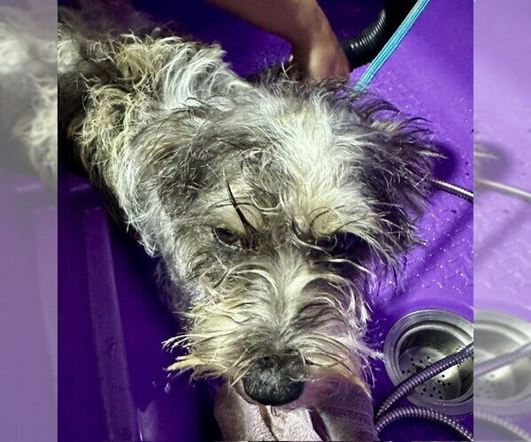 Medium Photo #2 Miniature Schnauzer-Unknown Mix Puppy For Sale in Sistersville, WV, USA