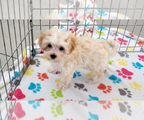 Medium Photo #8 Maltese-Poodle (Toy) Mix Puppy For Sale in ORO VALLEY, AZ, USA