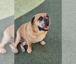 Small Photo #9 Bulldog-Unknown Mix Puppy For Sale in Rockwall, TX, USA