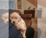 Puppy Bandit Golden Retriever