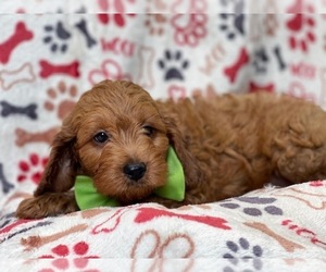 Cavapoo-Poodle (Miniature) Mix Puppy for sale in LAKELAND, FL, USA