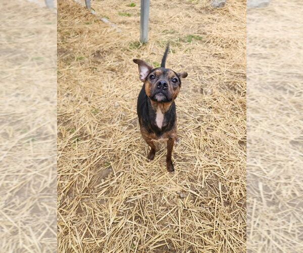 Medium Photo #4 Boston Huahua Puppy For Sale in Evansville, IN, USA