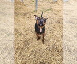 Small #3 Boston Huahua